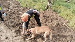 Unit K9 Polda Jateng Berhasil Deteksi Tiga Titik Jejak Korban di Lokasi Bencana Pandanarum