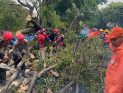 Tim SAR Ditsamapta Patroli Jaga Jakarta Tangani Pohon Tumbang di Jakpus